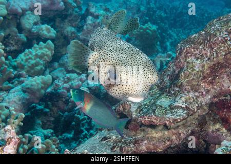 Maiale macchiato, Diodon hystrix, accompagnato dall'endemica randra della sella hawaiana, il falegname di Thalassoma, sperando di condividere i suoi pasti, Hawaii Foto Stock