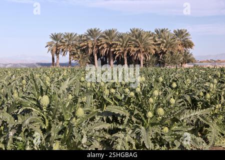 Gemme di fiori di carciofo commestibili stagionati 'Cymara cardunculus var. Scolymus', noto anche come Globe carciofo, palme da dattero sullo sfondo, California. Foto Stock