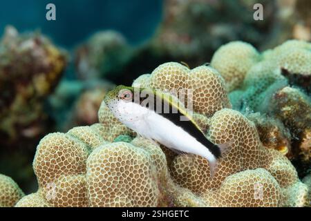 Giovani falchi neri, falchi lentiggini o falchi di Forster, Paracirrhites forsteri, arroccati su coralli a lobi, Porites sp., Kona, Hawaii, USA Foto Stock