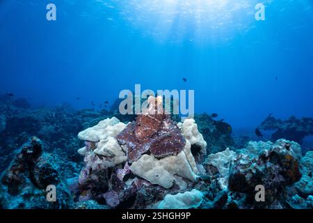 Polpo diurno, polpo blu grande, polpo di Cyane, o He'e mauli, Octopus cyanea, arroccato su corallo lobo, Porites lobata, su una barriera corallina poco profonda, Hawaii USA Foto Stock