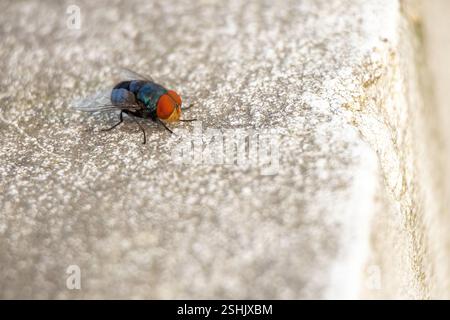 Primo piano di una grande mosca, scientificamente conosciuta come Chrysomya megacephala, chiamata anche mosca latrina orientale o mosca bottiglia blu orientale, seduta su Foto Stock