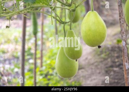 La frutta fresca in bottiglia (Lagenaria siceraria), nota anche come calabash, zucca opo, melone lungo, zucca per uccelli o fagioli di nuova Guinea, è appesa al PL Foto Stock