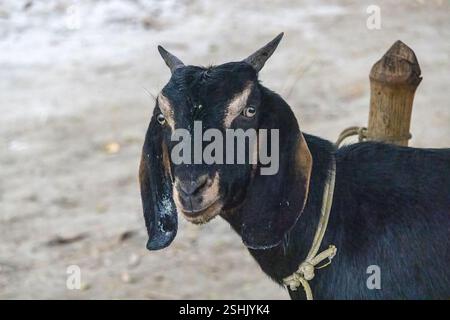 Primo piano di una capra nera legata a un bastone di bambù nelle zone rurali del Bangladesh, che mostra le tradizionali pratiche di allevamento animale. Foto Stock