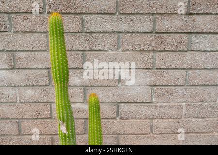 Un cactus impressionante con alti steli verdi si erge davanti a una parete in mattoni testurizzati, che mostra il contrasto tra la forma naturale della pianta e. Foto Stock