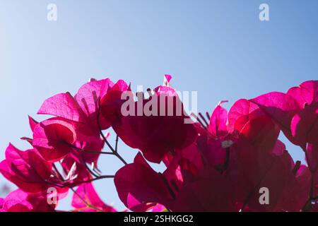 Le bouganville fioriscono in modo vibrante sotto la luce del sole, con i suoi profondi petali rosa che si stagliano contro il cielo azzurro. I fiori creano un dramati Foto Stock