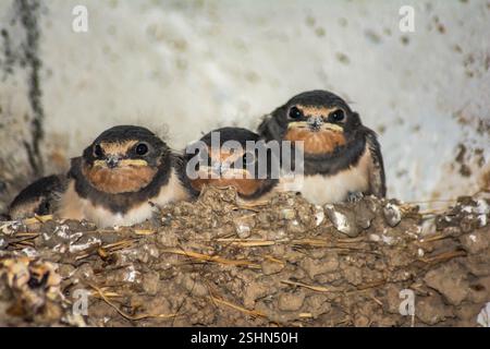 Ingoiare. Il bambino ingoia nel nido. Piccole rondini. Foto Stock
