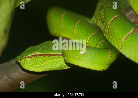vipera di Wagler (Tropidolaemus wagleri), serpente maschile, arricciata su un ramo, Sarawak, Borneo Foto Stock