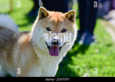 Ritratto ravvicinato di un cane shiba inu felice Foto Stock