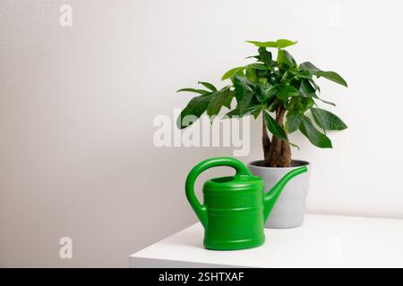 Una barattola da irrigazione verde vicino a una pianta Pachira aquatica che cresce in una pentola in piedi su un tavolo bianco in una stanza di casa Foto Stock