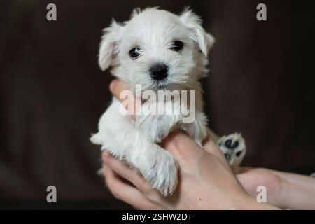 Primo piano di un piccolo e soffice cucciolo di schnauzer bianco in miniatura in mano Foto Stock