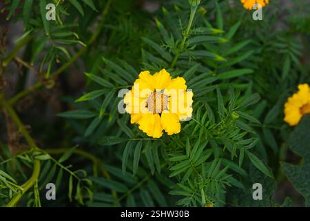Fiore di calendula giallo completamente fiorito con le sue foglie verdi Foto Stock