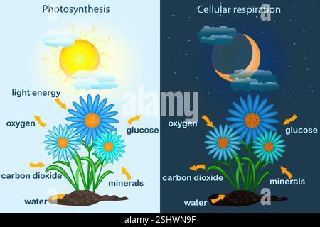 Diagramma di fotosintesi. Il processo dell'impianto produce ossigeno. Processo di fotosintesi etichettato.poster di botanica didattica scientifica.poster del processo di fotosintesi Illustrazione Vettoriale