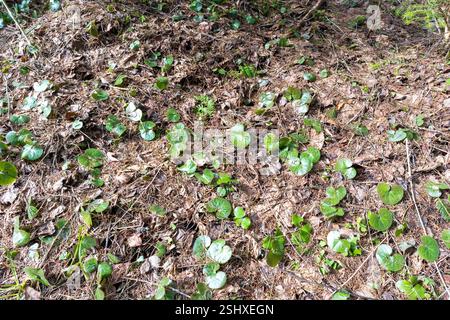 una foresta con molti alberi che sono in parte morti e in parte verdi, con un cielo limpido sullo sfondo. Foto Stock