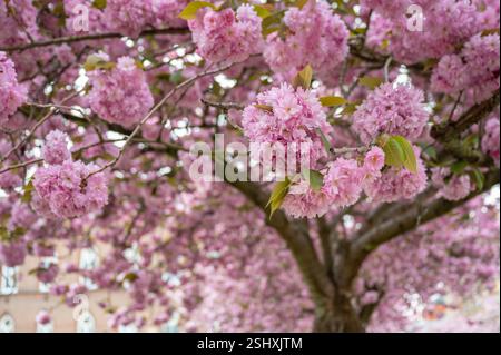 Pink Blooming Cherry Blossom Tree in Street of Ghent, Belgium. Foto Stock
