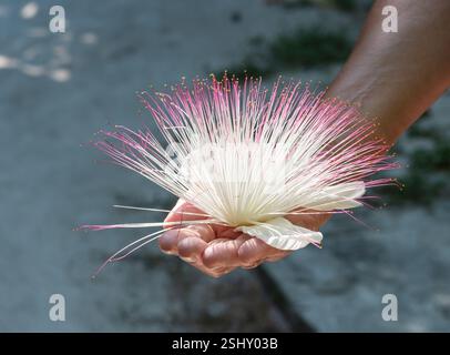 Bellissimo fiore tropicale di rasatura Bush albero in mano. Pseudobombax Ellipticum. Foto Stock