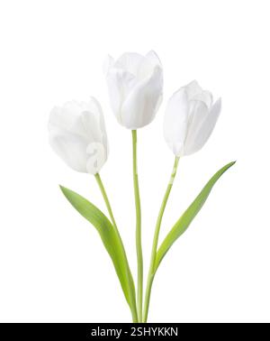 Tre tulipani bianchi isolati su sfondo bianco Foto Stock