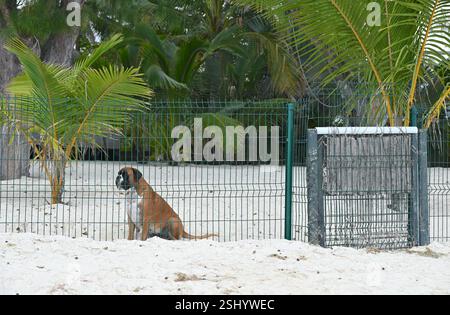 Il cane è a guardia della proprietà privata sulla spiaggia. Foto Stock
