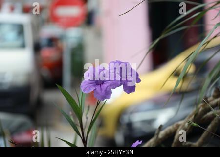 primo piano macro due fiori di malva viola su foglie strette di verde scuro Foto Stock