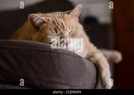 Primo piano di un grande gatto arancione che dorme comodamente con la zampa appesa al letto Foto Stock
