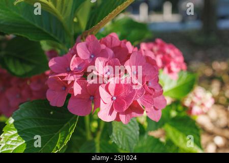 Immagini del Giappone - Hydrangea, il fiore Ajisai in piena fioritura Foto Stock