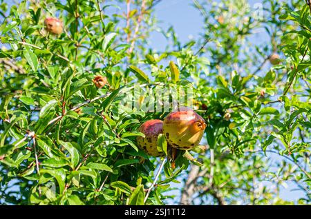 I frutti di melograno rosso maturo crescono su un albero di melograno in un giardino, pronto per la raccolta. Punica granatum. Agricoltura biologica. Foto Stock