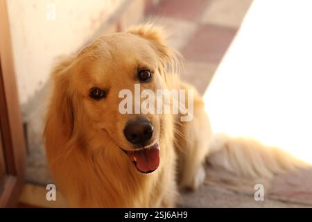 Golden Retriever sorridente Foto Stock