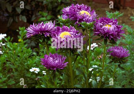 Panorama di montagne innevate con cielo azzurro e nuvole. Paesaggio invernale e piste da sci. Foto Stock