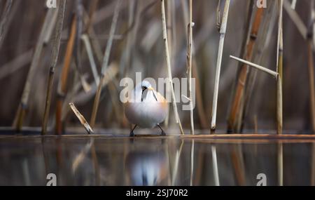 Bellissima scena naturalistica con molto bello Panurus barbuto, la migliore foto. Foto Stock