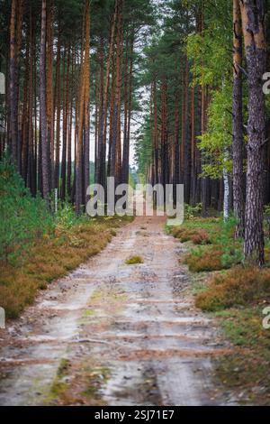 Strada nella foresta nella zona della città di Lochow, regione di Masovia in Polonia Foto Stock