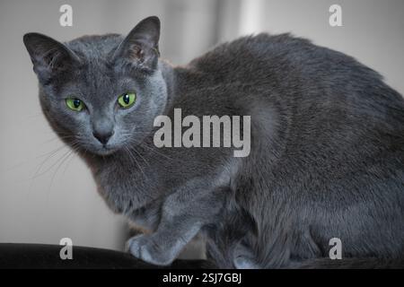 Bellissimo gatto Silver Blue con sorprendenti occhi verdi in posa contemplativa su uno sfondo chiaro Foto Stock