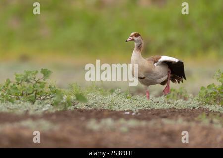 Oca egiziana (Alopochen aegyptiaca) in un parco l'oca egiziana è un membro della famiglia anatra, oca e cigno Anatidae. È nativa dell'Africa, quindi Foto Stock