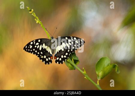 Farfalla Papilio demoleus lime a coda di rondine. La farfalla è anche conosciuta come farfalla di lime, farfalla di limone, coda forunte di lime e scricchiolata Foto Stock