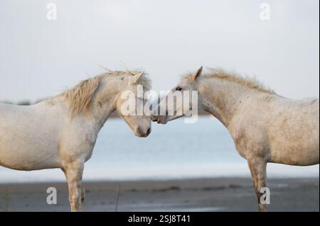 Due giovani stalloni faccia a faccia Foto Stock