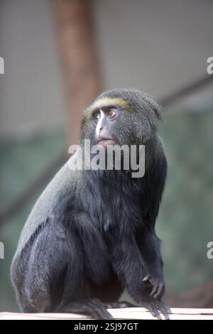 La scimmia di Hamlyn (Cercopithecus hamlyni), nota anche come scimmia con gufo, è una specie di scimmia del Vecchio mondo che abita il bambù e la primaria Foto Stock
