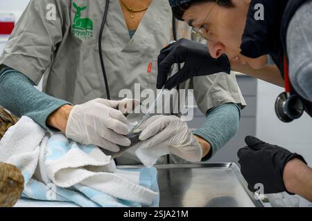 Veterinario personale chirurgico sta amputando l'ala di un griffon eurasiatico avvoltoio (Gyps fulvus) l'anestesista sta preparando l'uccello fotografato a Foto Stock