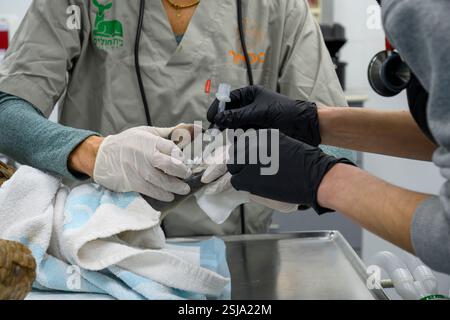 Veterinario personale chirurgico sta amputando l'ala di un griffon eurasiatico avvoltoio (Gyps fulvus) l'anestesista sta preparando l'uccello fotografato a Foto Stock