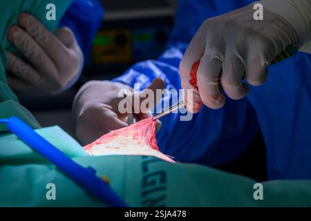 Il personale chirurgico veterinario sta amputando l'ala di un griffon eurasiatico avvoltoio (Gyps fulvus) i chirurghi veterinari in ambiente sterile sono cutti Foto Stock