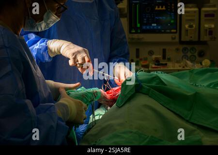 Il personale chirurgico veterinario sta amputando l'ala di un griffon eurasiatico avvoltoio (Gyps fulvus) i chirurghi veterinari in ambiente sterile sono cutti Foto Stock