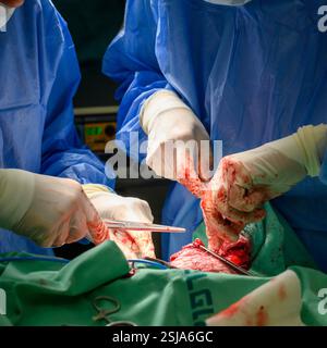 Il personale chirurgico veterinario sta amputando l'ala di un griffon eurasiatico avvoltoio (Gyps fulvus) i chirurghi veterinari in ambiente sterile sono cutti Foto Stock