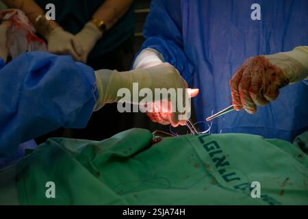 Il personale chirurgico veterinario sta amputando l'ala di un griffon eurasiatico avvoltoio (Gyps fulvus) i chirurghi veterinari in ambiente sterile sono stitc Foto Stock