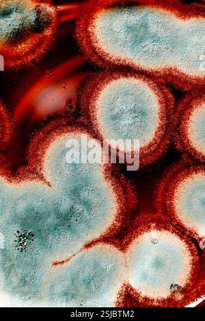 primo piano di una muffa che cresce su un bicchiere di birra Foto Stock