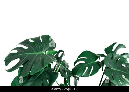 Pianta tropicale verde di Monstera Deliciosa ritaglio isolato Foto Stock