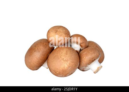 Gruppo di funghi Cremini marroni su sfondo bianco Foto Stock