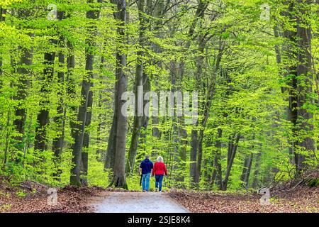 Coppia che cammina lungo il sentiero forestale nel bosco con faggi europei / faggi comuni (Fagus sylvatica) mostrando fogliame con nuove foglie in primavera Foto Stock