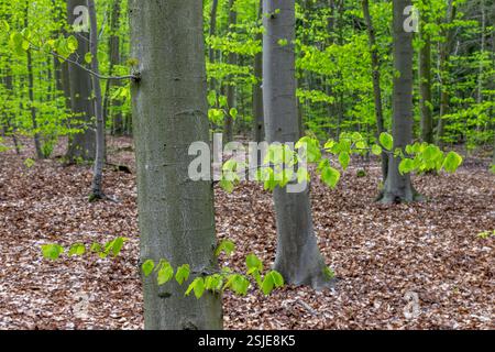 Ramoscello con nuove foglie verdi fresche di faggio europeo / faggi comuni (Fagus sylvatica) in primavera nella foresta lombare Foto Stock