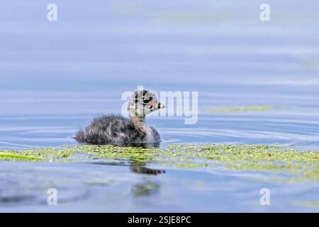 Pulcino dal collo nero / pulcino dalle orecchie (Podiceps nigricollis) / nuoto giovane nello stagno in primavera Foto Stock