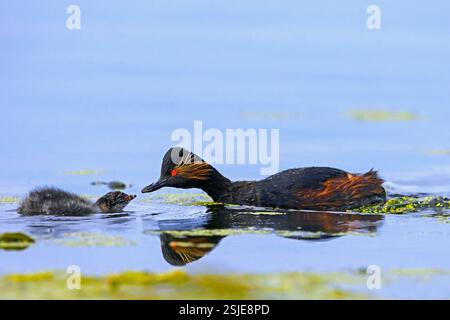 Grebe dal collo nero / grebe orecchie (Podiceps nigricollis) adulti in nidificazione, nuoto e allattamento giovani / pulcino nello stagno in primavera Foto Stock