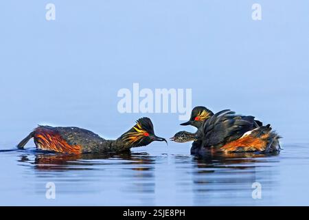 Grebe dal collo nero / grebe orecchie (Podiceps nigricollis) nella riproduzione del piumaggio che allena i giovani / pulcino sulla schiena del genitore nello stagno in primavera Foto Stock