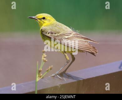 Un wtail giallo maschio (Motacilla Flava) senza coda Foto Stock