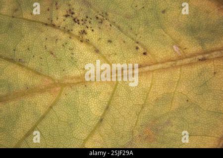 Foglia di un albero deciduo con vene di foglia sotto a. lente di ingrandimento Foto Stock